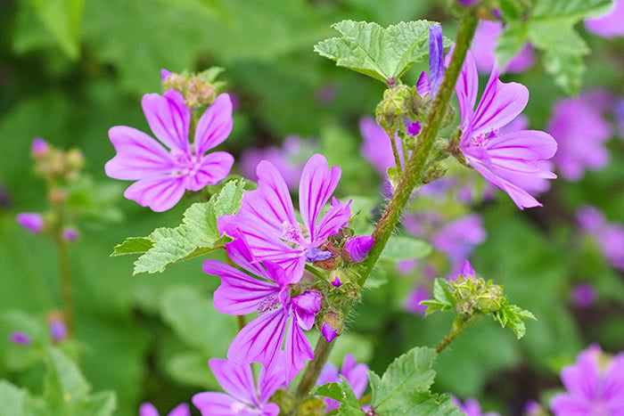 Heirloom Non-GMO Mauve Flower Seeds for Elegant and Colorful Garden Planting