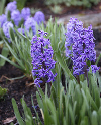 Hyacinth Flower Seeds for Planting – Organic, Heirloom, Non-GMO Seeds