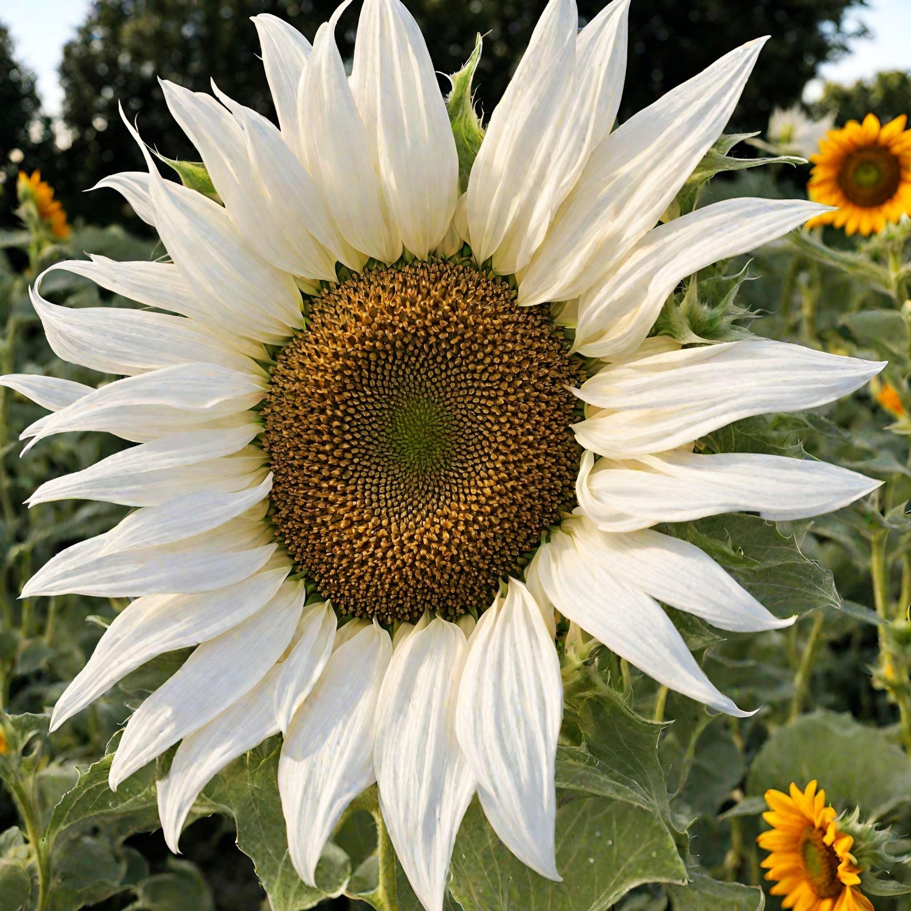 White Sunflower Flower Seeds for Planting – Rare Blooming Variety for Garden Charm