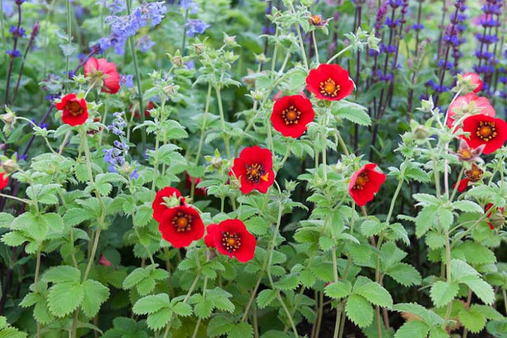 Potentilla Atrosanguinea - Red Flower Seeds for Planting - 100 pcs