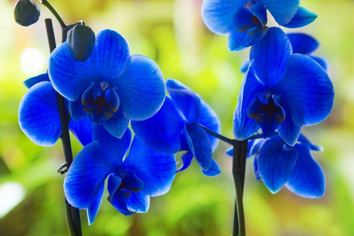 Heirloom Non-GMO Orchidee Flower Seeds for Planting – Exotic Elegant Orchid Garden Blooms