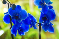 Heirloom Non-GMO Orchidee Flower Seeds for Planting – Exotic Elegant Orchid Garden Blooms