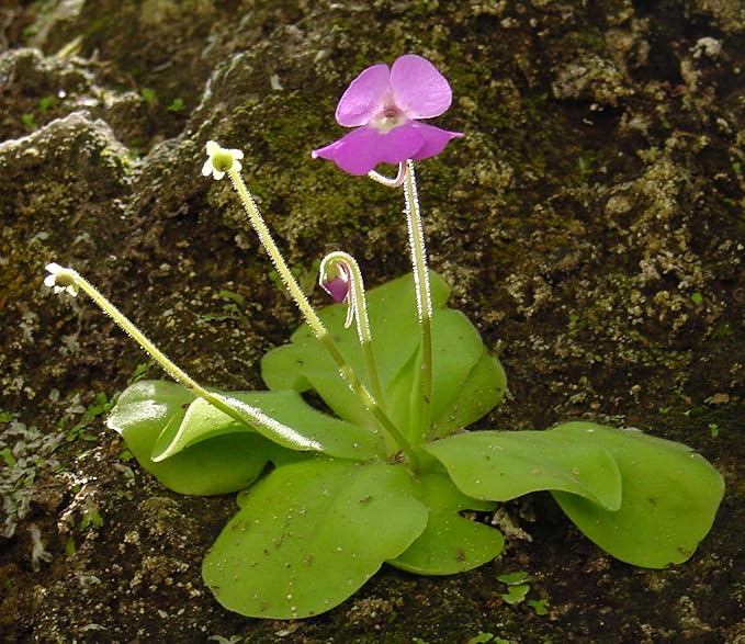 Organic Pinguicula Moctezumae Plant Seeds for Planting – Heirloom, Non-GMO