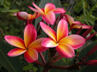 Pink White Frangipani Flower Seeds – Heirloom Non-GMO Plumeria Seeds for Exotic Garden Planting
