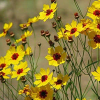 Calliopsis Flower Seeds for Planting - NON GMO Seeds