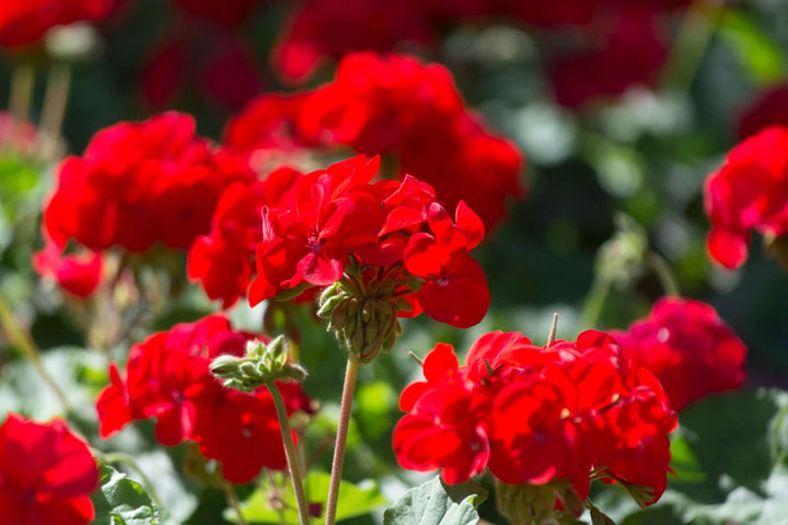 Organic Red Geranium Flower Seeds for Planting – Heirloom, Non-GMO