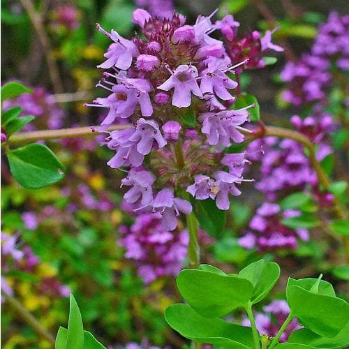 Purple Creeping Thyme Flower Seeds – Heirloom, Non-GMO, Fragrant Ground Cover for Garden Planting