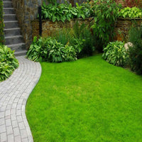 Exotic Lawn Grass Seeds ? Red, Purple, Green, and Yellow Varieties