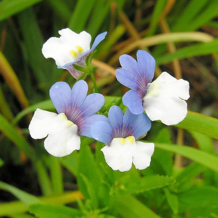 Blue White Nemesia Flower Seeds – Heirloom Non-GMO Blooms for Colorful Garden