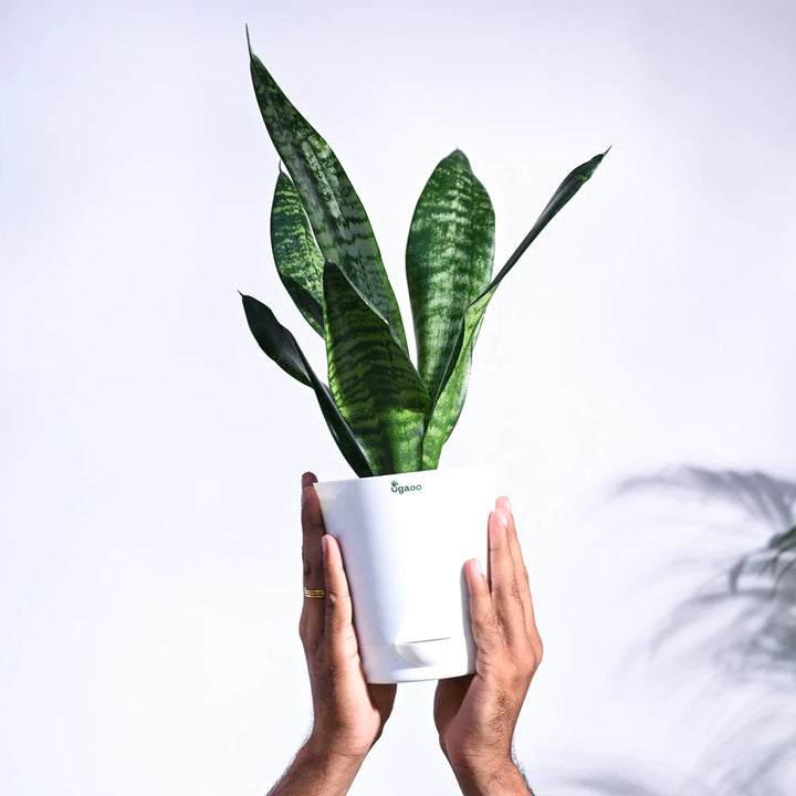 Green Sansevieria Plant Seeds for Planting NON GMO Seeds