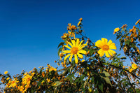 Yellow Torch Mexican Tithonia Sunflower Seeds for Planting – Bright Blooms for Pollinator Gardens