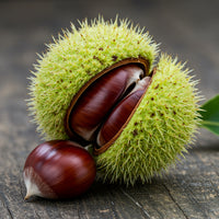Chinquapin Chestnut Seeds for Growing Trees – Non-GMO Heirloom Garden Seeds