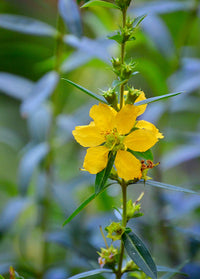 Heirloom Non-GMO Yellow Heimia Flower Seeds for Bright Garden Edges and Seasonal Planting