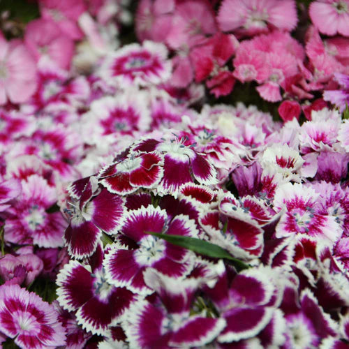 Heirloom Non-GMO White Violet Dianthus Flower Seeds for Dual-Tone Garden Displays and Fragrant Planting