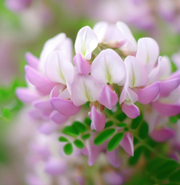 Organic Violet Coronilla Flower Seeds for Planting – Heirloom, Non-GMO