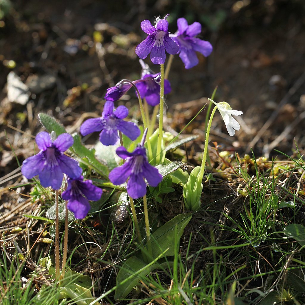 Heirloom Non-GMO Blue Butterwort Flower Seeds for Garden Planting – Carnivorous Blooms Variety
