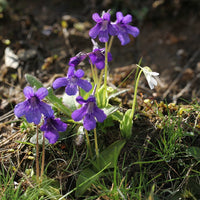 Heirloom Non-GMO Blue Butterwort Flower Seeds for Garden Planting – Carnivorous Blooms Variety