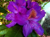 Heirloom Purple Rhododendron Flower Seeds, Non-GMO Vibrant Blooms for Planting