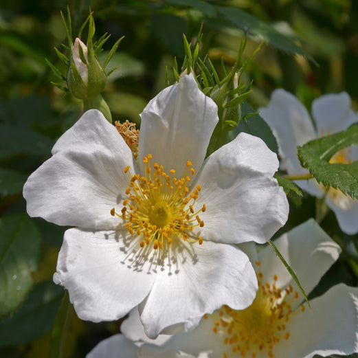 Canina White Flower Seeds for Planting – Organic, Heirloom, Non-GMO Seeds