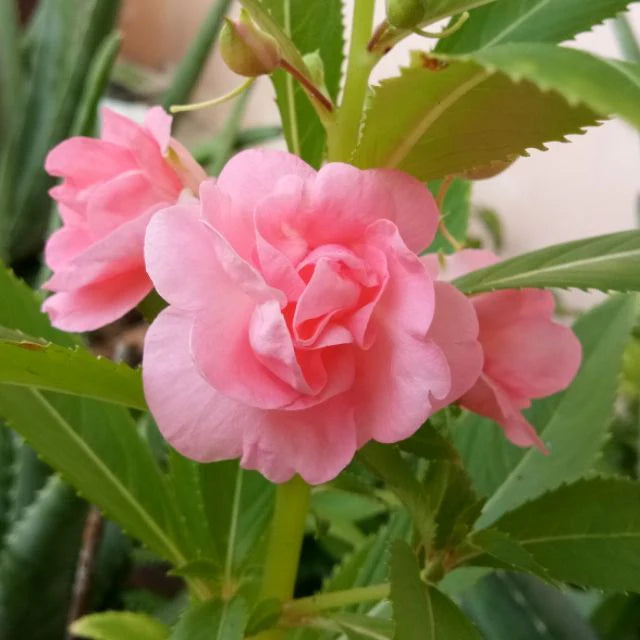 Heirloom Non-GMO Pink Balsam Camellia Flower Seeds for Garden Planting – Vibrant Rosy Blooms
