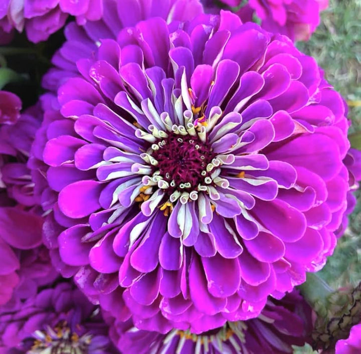 Purple Zinnia Flower Seeds for Garden Planting – Bright Blooms, Non-GMO, Heirloom Seeds