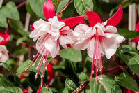 Heirloom Non-GMO Fuchsia Flower Seeds for Vibrant Hanging Baskets and Garden Planting