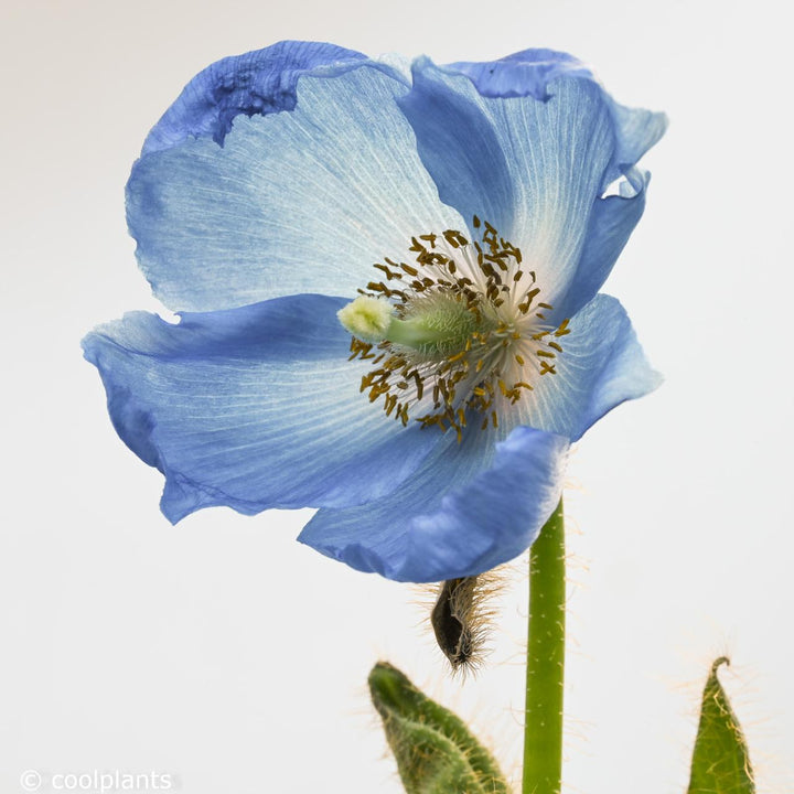 Lingholm Flower Seeds for Planting - NON GMO Seeds