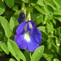 Heirloom Non-GMO Clitoria Flower Seeds for Vibrant Blue Garden Blooms and Herbal Planting