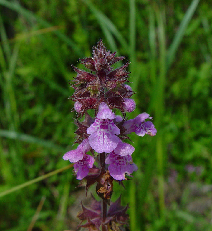Marsh Woundwort Purple Flower Seeds – Organic, Heirloom, Non-GMO Seeds for Planting