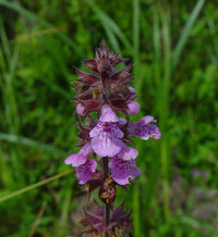 Marsh Woundwort Purple Flower Seeds – Organic, Heirloom, Non-GMO Seeds for Planting