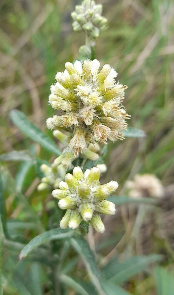 Pterocaulon Flower Seeds for Planting – Heirloom, Non-GMO Flower Seeds