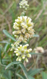Pterocaulon Flower Seeds for Planting – Heirloom, Non-GMO Flower Seeds