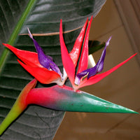 Heirloom Non-GMO Red Strelitzia Reginae Flower Seeds for Planting – Exotic Bird of Paradise Seeds