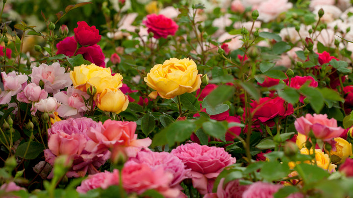 Mixed Miniature Rose Plant Seeds for Planting - Non-GMO Heirloom Garden Seeds for Growth