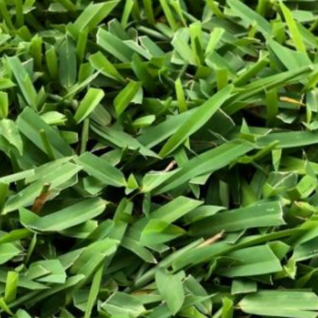 Majestic Buffalo Grass (Bouteloua dactyloides) - Premium Drought-Tolerant Lawn Seed for Lush, Low-Maintenance Turf