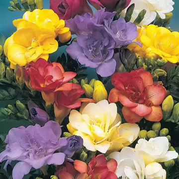 Multi Freesia Flower Seeds for Planting, Fresh, NON GMO Seeds seeds for planting in home garden