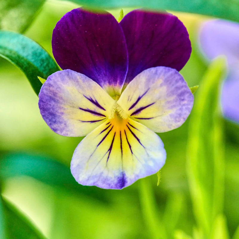 Heirloom Non-GMO Johnny Jump-up Viola Flower Seeds for Planting – Colorful Blooming Flower Seeds