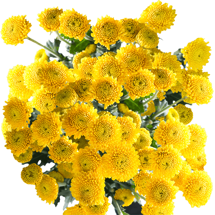 Heirloom Non-GMO Yellow Button Flower Seeds for Garden Planting – Bright Compact Blooms Variety