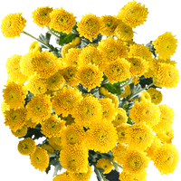 Heirloom Non-GMO Yellow Button Flower Seeds for Garden Planting – Bright Compact Blooms Variety