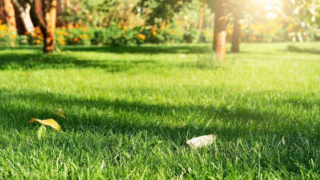 Lawn Grass Seeds ? Multi-Color Blend for Vibrant Backyard Lawns