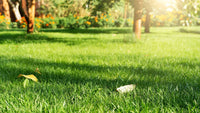 Lawn Grass Seeds ? Multi-Color Blend for Vibrant Backyard Lawns