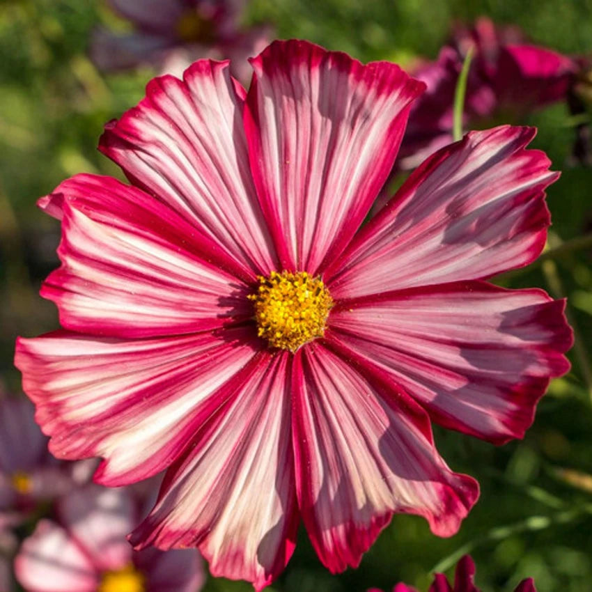 Cosmos Velouette Flower Seeds for Planting – Vibrant Blooms, Non-GMO, Heirloom Seeds