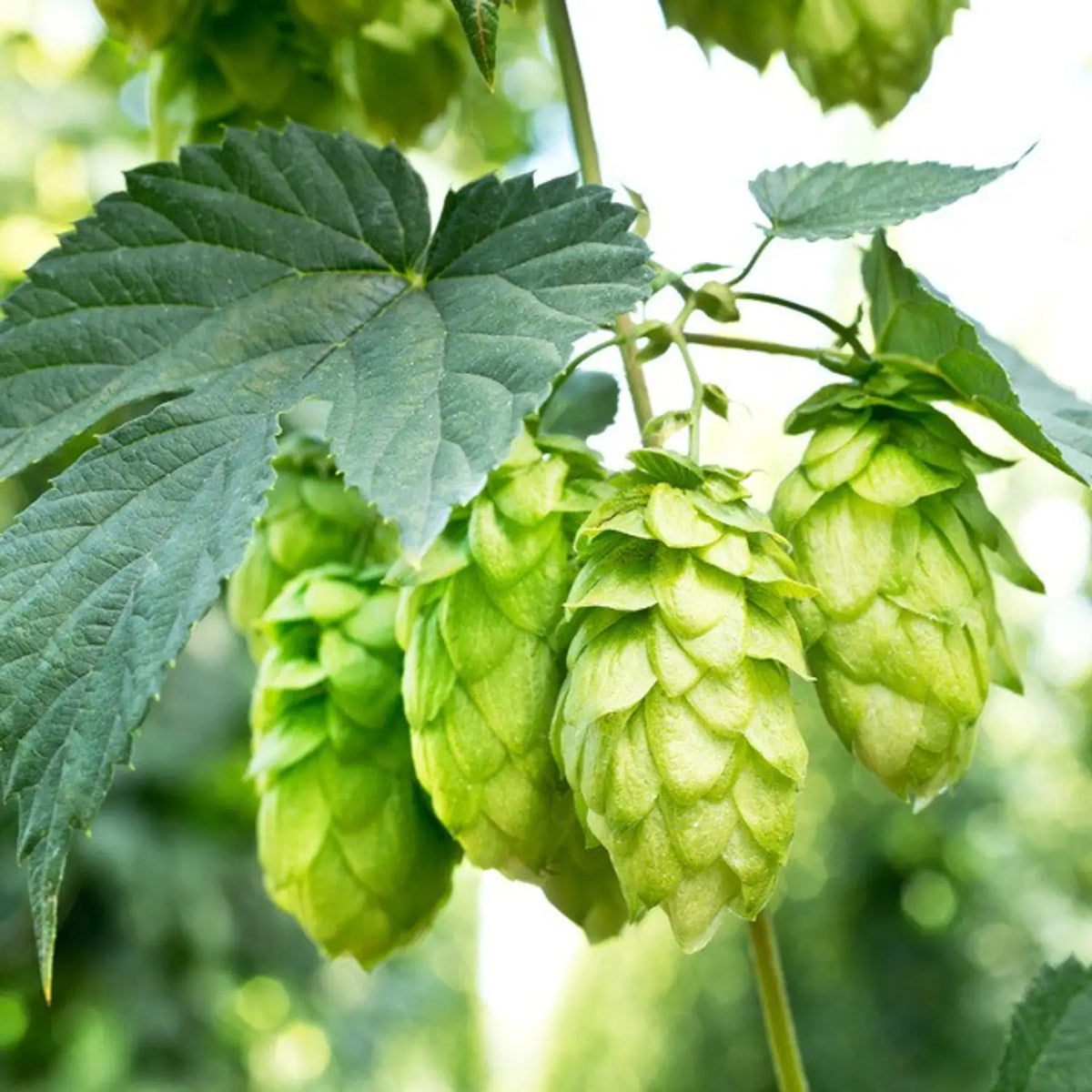 Green Hops Plant Seeds for Planting heirloom & Non-GMO Seeds