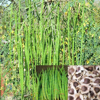 Drumstick Vegetable Seeds