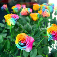 Heirloom Non-GMO Rainbow Mixed Flower Seeds for Planting ƒ?? Colorful Blend of Seasonal Garden Blooms