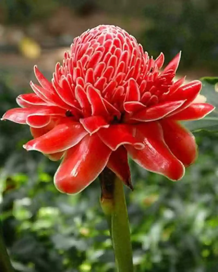 Etlingera Elatior Flower Seeds for Planting - 100 pcs