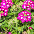 Burgundy Verbena Flower Seeds for Planting - 100 pcs seeds for planting in home garden