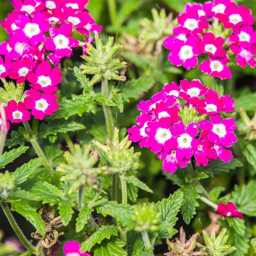 Burgundy Verbena Flower Seeds for Planting - 100 pcs seeds for planting in home garden