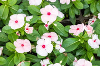 White Vinca Rosea Plant Seeds for Planting - Non-GMO Heirloom Garden Seeds for Growing