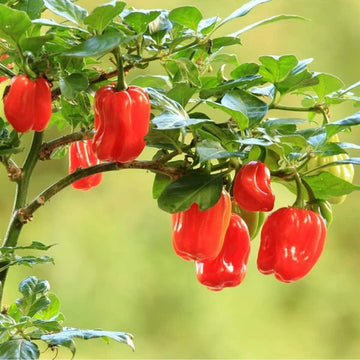 Scotch Bonnet Red pepper plant with ripe red peppers
